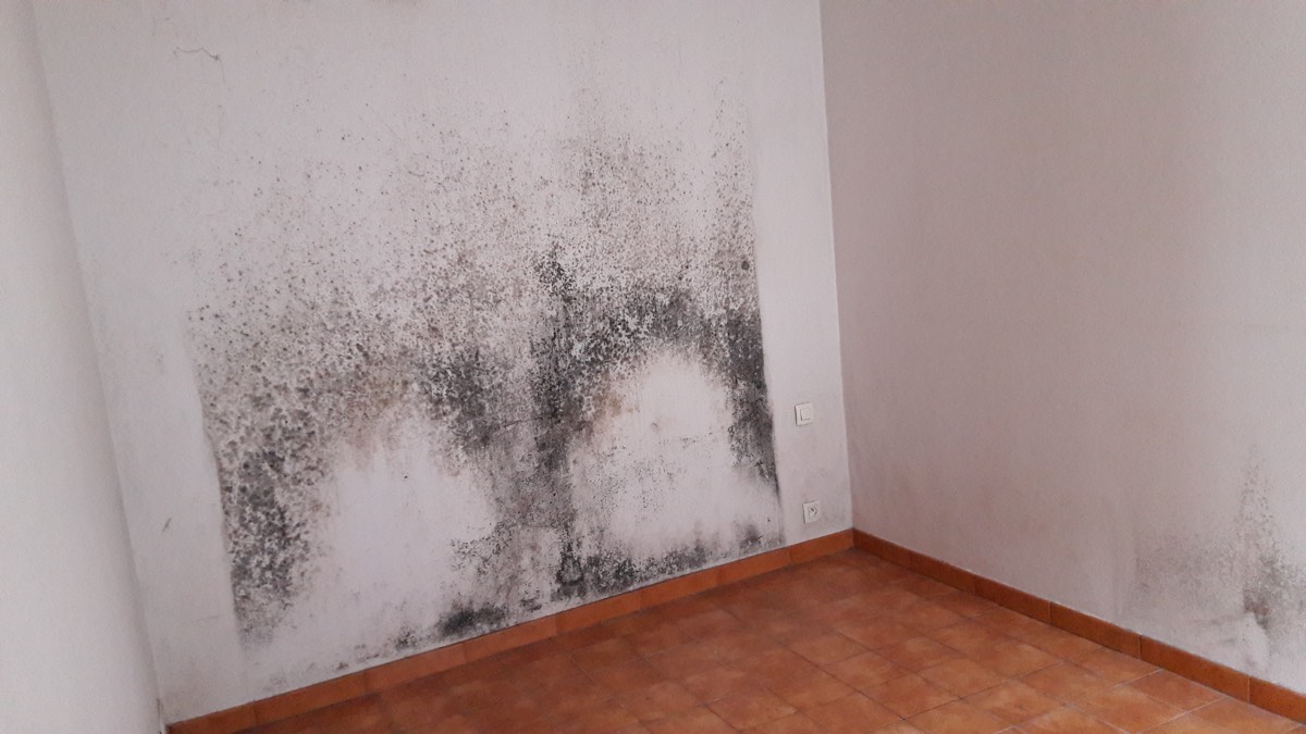 Moisissures - Expertise humidité à Albi